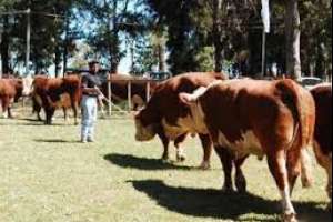 Comienza la Expo San Carlos, tonificada por valores en alza del ganado y productos agrícolas