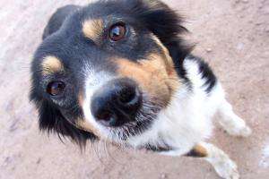 Habrá castraciones caninas en Punta Negra