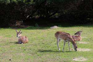 Reserva de fauna continúa incorporando tecnología de última generación