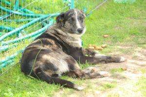Móvil de castraciones caninas concurre a Pan de Azúcar