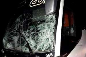 Bus embistió a un caballo suelto frente a Los Cardos; no hubo lesionados, pero el equino murió