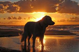 En la Brava de 25 a la 27 y en la Mansa 39 y 40 pueden bajar mascotas