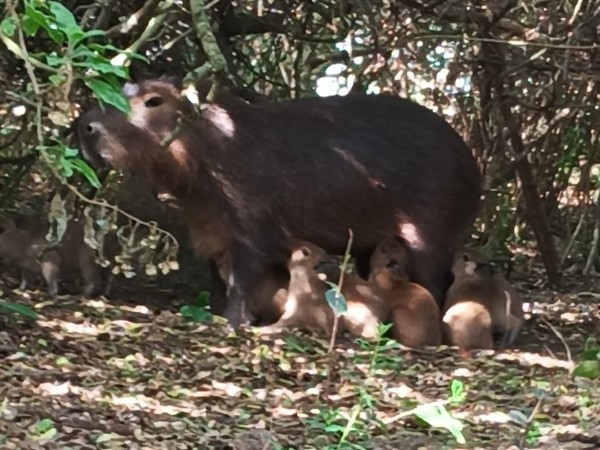 Nacieron ocho carpin...