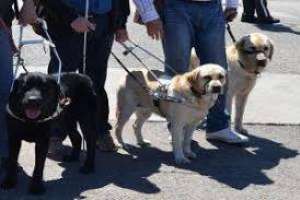 Entrega de perros guías gratis en San Carlos