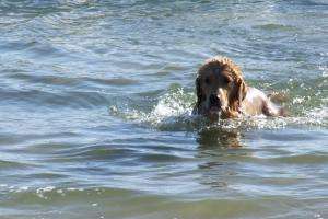 Hay cambios en las playas de la Mansa habilitadas para mascotas