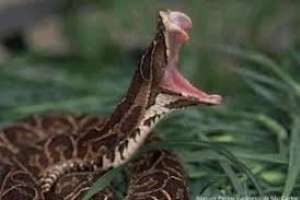 Un hombre denunció que lo habían mordido  varias víboras pero en el hospital comprobaron que no tenía nada