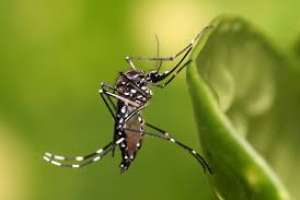 Araújo: los viajeros deben tomar precauciones por el dengue y la fiebre amarilla
