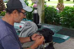 Pumbi: la increíble historia de la perrita que cruzó nadando hasta la Isla Gorriti huyendo de la pirotecnia