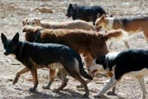 Perros atacaron entre 50 y 60 lanares en un predio de Ruta 39 y Camino Los Caracoles