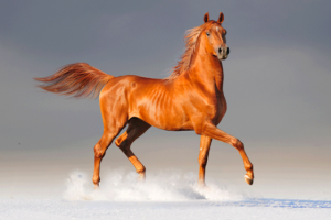 Está comenzando "Semana del Caballo Árabe" en Punta Ballena