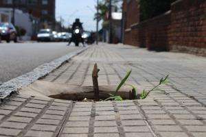 Preocupa a la IDM el vandalismo que sufren los árboles plantados en el centro de Maldonado