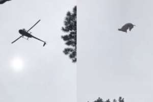 Fiscal de Maldonado inició investigación por helicóptero que tiró cerdo a una piscina