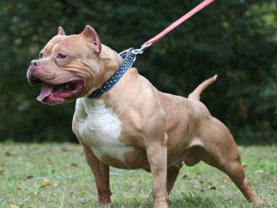 Adiestrador de perros tras ataque en La Paloma habla de como evitar que muerda