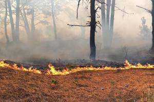 IDM apoya el trabajo de Bomberos en incendios con más de 50 funcionarios