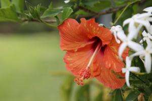 Se viene desarrollando “Punta Garden Week” 2020