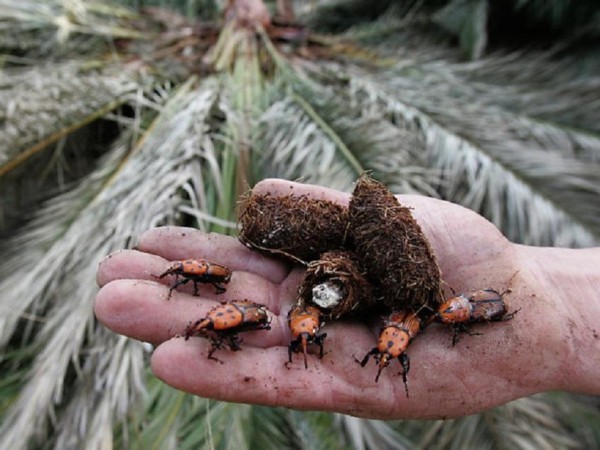 Intendencia de Maldonado adjudicó licitación para controlar el Picudo Rojo