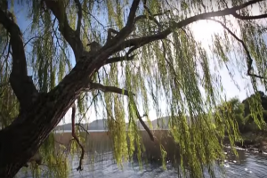 Laguna del Sauce: ponen de manifiesto de Plan de Ordenamiento Local y Desarrollo Sostenible