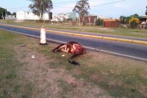 Auto embistió una vaca en Pueblo Obrero; luego se llevaron un cuarto del animal