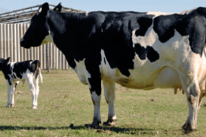 Fondo de Emergencia Agropecuaria aporta hasta 20.000 dólares a productores afectados por factores climáticos