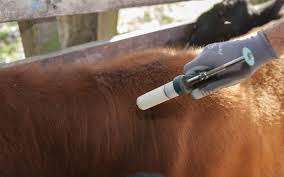 Realizaron ajustes en la entrega de las dosis para la vacunación contra la aftosa en Maldonado