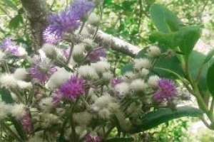 Producen 400 árboles nativos y frutales en Aiguá