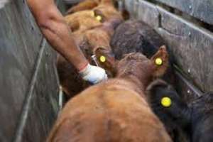 Comienza la entrega de vacunas anti-aftosa en Maldonado