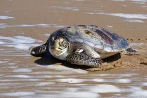Karumbé: “no es natural” que aparezcan restos de tortugas marinas en Punta del Este y alrededores