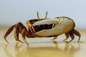 Profesora Delgado: Maldonado tiene uno de los cangrejales más grandes del país