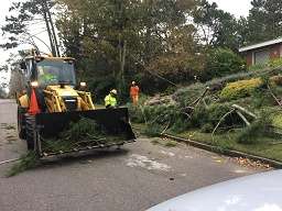 El fuerte viento reinante en la zona motivó caída de varios arboles  