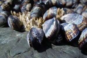 Veda por marea roja en Maldonado fue levantada