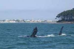 Lanzamiento de la Temporada de Ballenas en Punta del Este y Piriápolis se hará vía Zoom