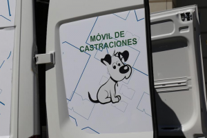 Se retorna el servicio de castraciones caninas bajo medidas sanitarias