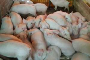 A una mujer del km 110 le robaron 40 lechones pequeños, la producción de todo el año