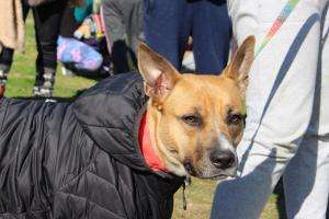 El móvil de castraciones caninas concurrirá al barrio Los Olivos