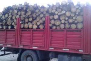 Robaron leña en un predio rural cerca de San Carlos y tendrán que cumplir arresto domiciliario