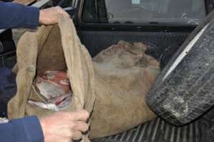 Detenido en Minas pretendía traer a Maldonado casi 135 kilos de carne ovina