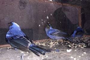 Seguridad Rural incautó aves exóticas y serán liberadas en Reserva de Fauna