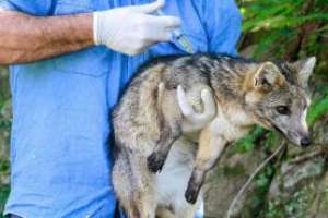 Inician desparasitación de animales de la ECFA