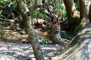 Avanza proyecto de preservación del yaguareté en la ECFA