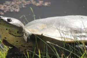 Proyecto de "Arrayanes" busca reproducir tortugas en la ECFA