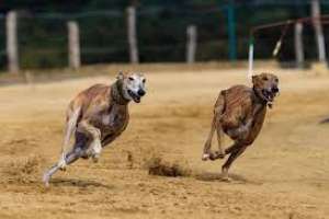 Montañez: hay galgos que se usan en las carreras y, cuando dejan de ganar, son sacrificados