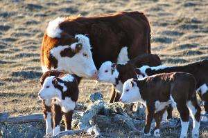 Llaman para integrar el grupo ganadero "Costa Grande"