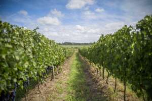 Aumentó 13% consumo de vino uruguayo en pandemia