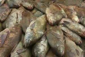 Rodrigo Blás denunció ante DINARA y Prefectura la pesca no autorizada de corvina negra en La Barra