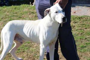 Móvil de castraciones caninas concurrirá al barrio Cerro Pelado