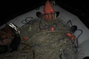 Operativo de Prefectura retiró redes del Arroyo Maldonado