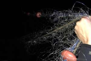 DINARA estableció una veda precautoria para la corvina negra