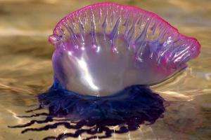 Advierten sobre la presencia de agua viva fragata portuguesa en playas de Maldonado