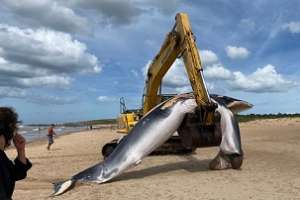 Enterraron ballenato que apareció muerta en Punta Negra