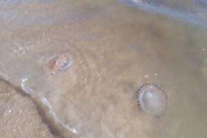IDM advierte sobre la presencia de medusas